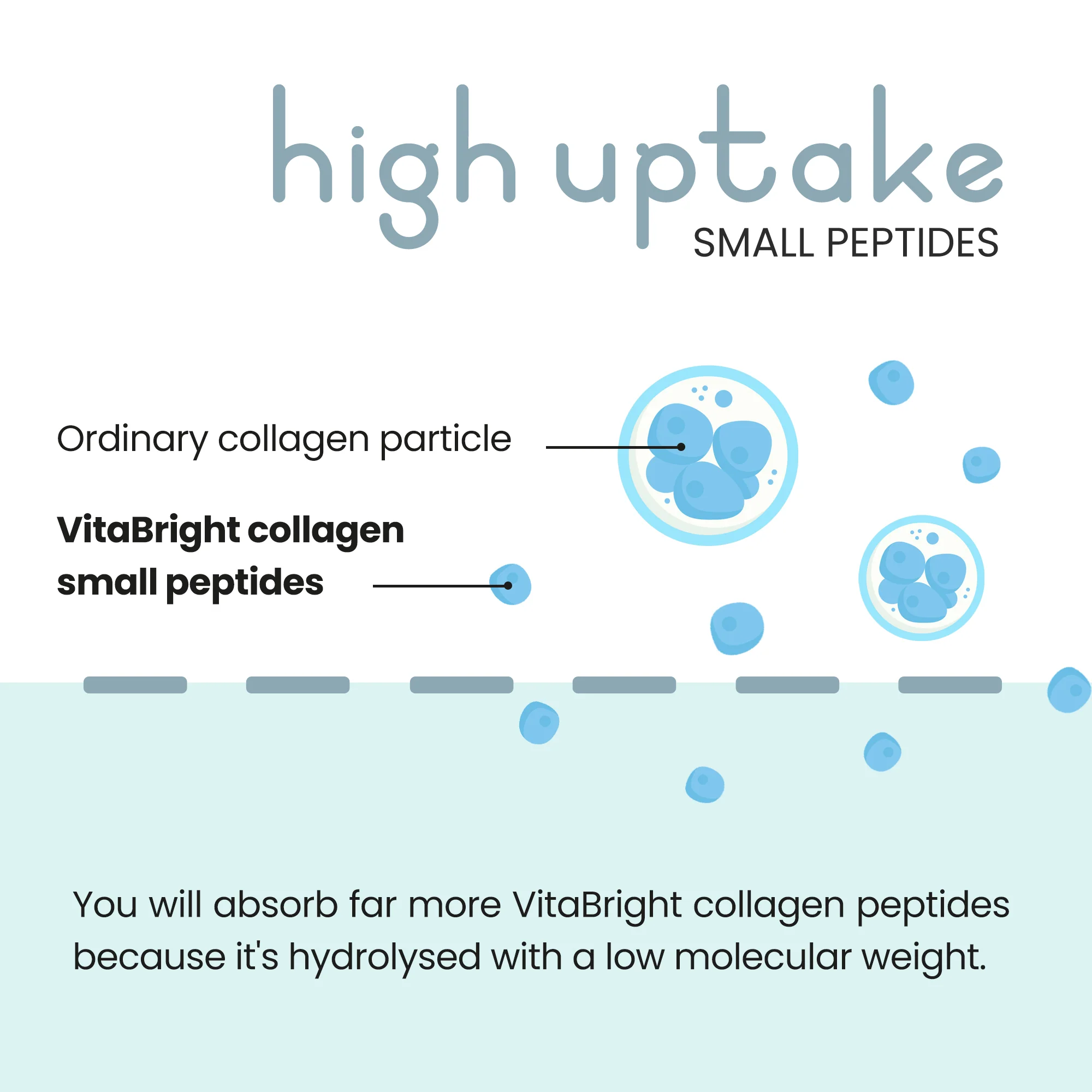 Bovine Collagen Powder - Image 8
