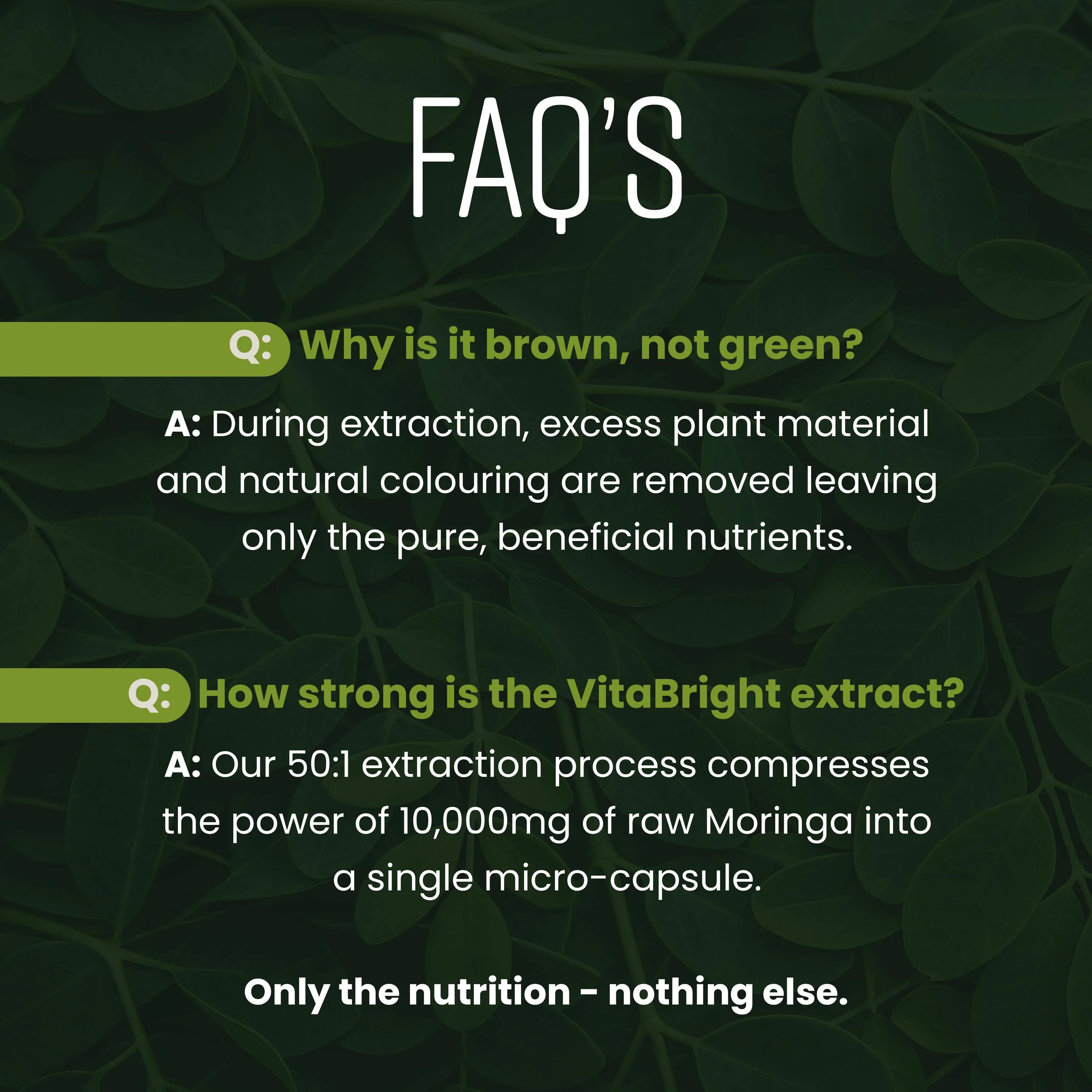Moringa Capsules - High Dose 10,000mg Concentrated Extract - Image 11